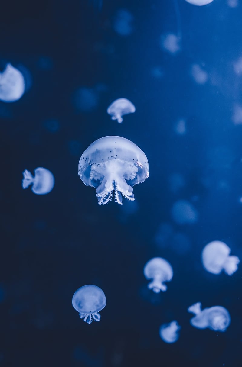 Ocean Conservation
